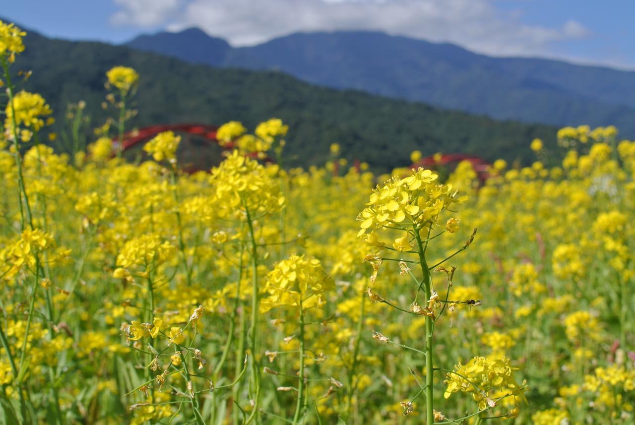 Pu Shi Homestay Yuli Buitenkant foto